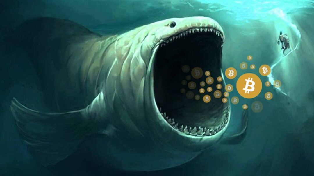 فاواپرس - نهنگ‌ها نیمی از کل معاملات بیت کوین را در اختیار دارند!