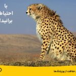 فاواپرس - مسؤولیت اجتماعی ایرانسل برای حفاظت از یوزپلنگ‌ها