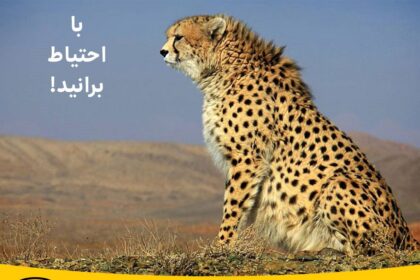 فاواپرس - مسؤولیت اجتماعی ایرانسل برای حفاظت از یوزپلنگ‌ها