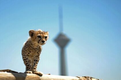 فاواپرس - مرگ پیروز؛ پایان تلخ پسر مظلوم ایران + ویدیو