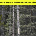 فاواپرس - آزمون بینایی: اگه زیر 5 ثانیه جغد شاخدار بزرگ رو پیدا کردی، چشم عقاب داری